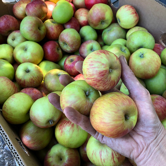 Apples (bulk)