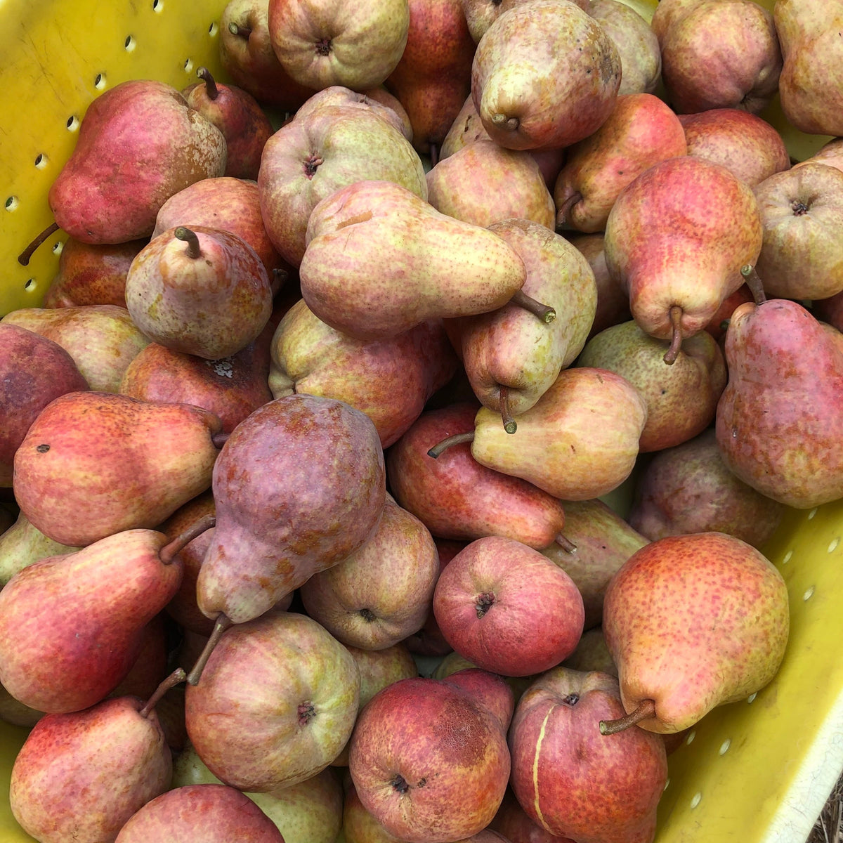 Pears (bulk)
